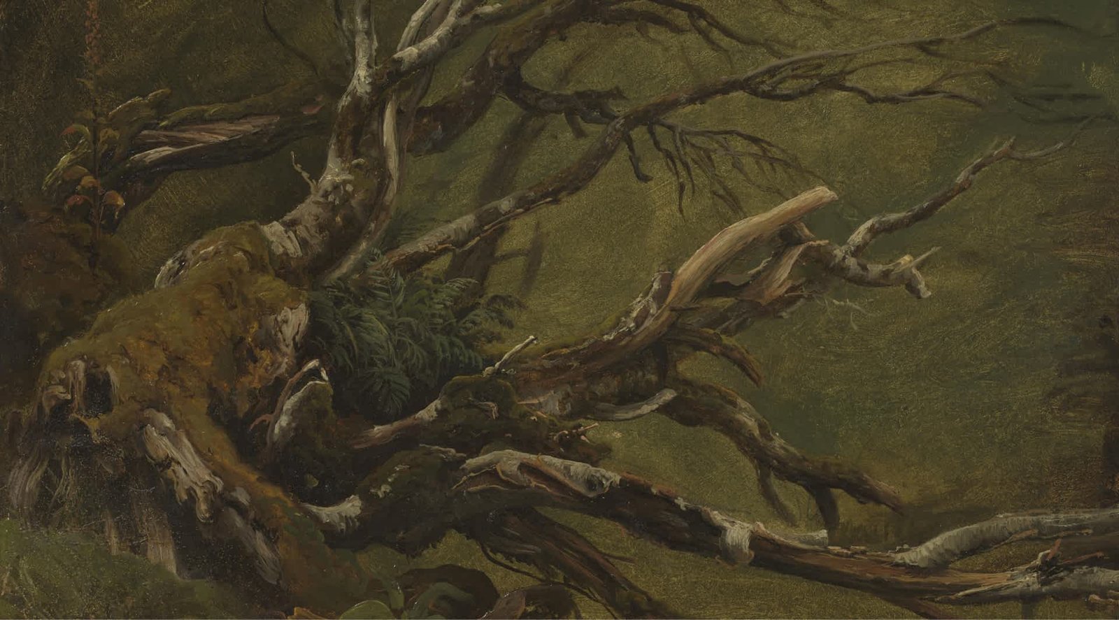 Study of Decaying Tree